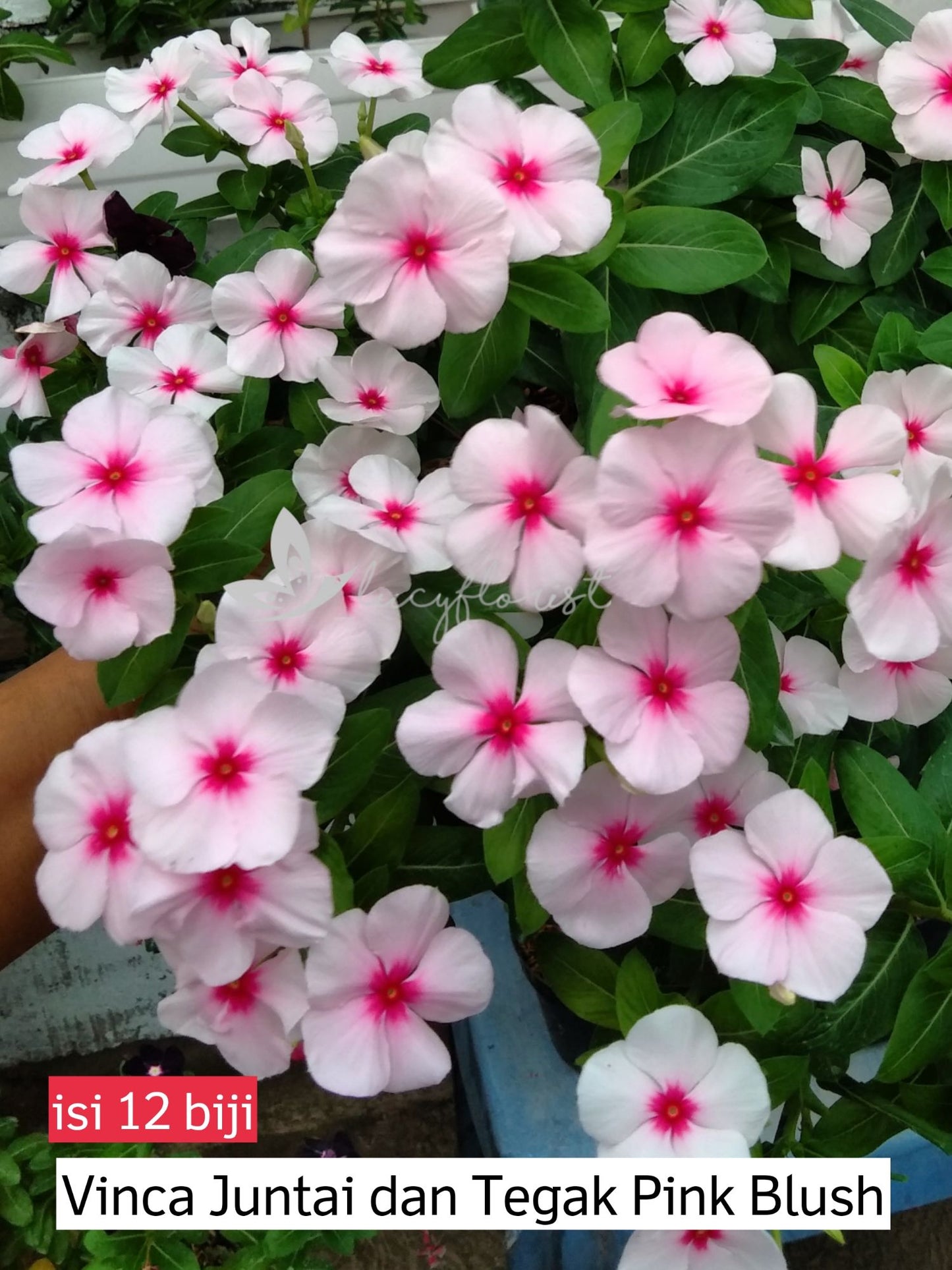Vinca Pink Blush & Coradera Sisik Merah Varietas Premium (1 pack contain 100,50 & 20 Seeds)