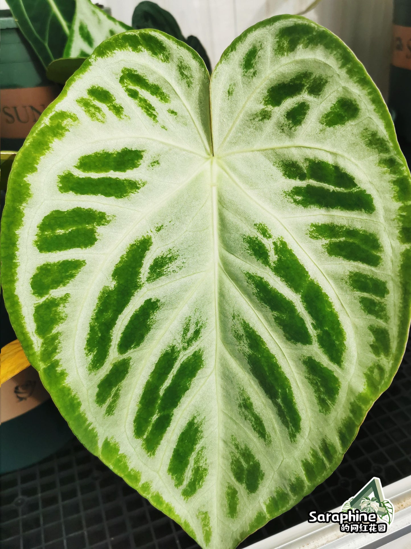 Anthurium Dorayaki Silver FREE Phytosanitary