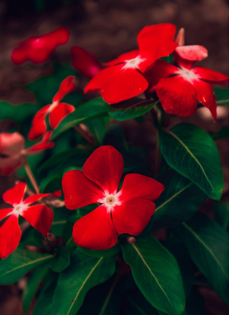 Varietas Premium Vinca Seeds Scarlet Ring Red (1 pack contain 100,50 & 20 Seeds)