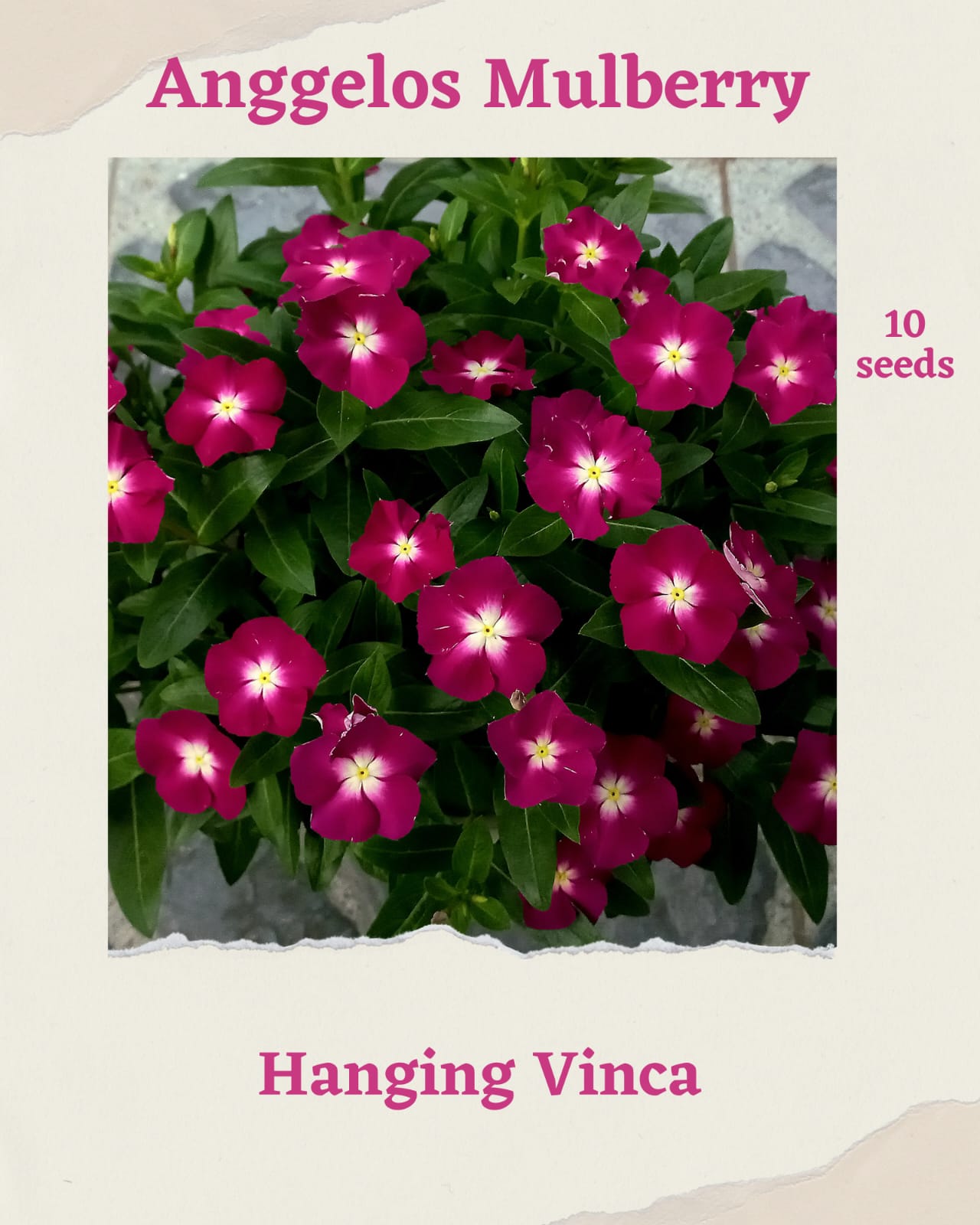 Varietas Premium Vinca Seeds Angelos Mulberry(1 pack contain 100,50 & 20 Seeds)