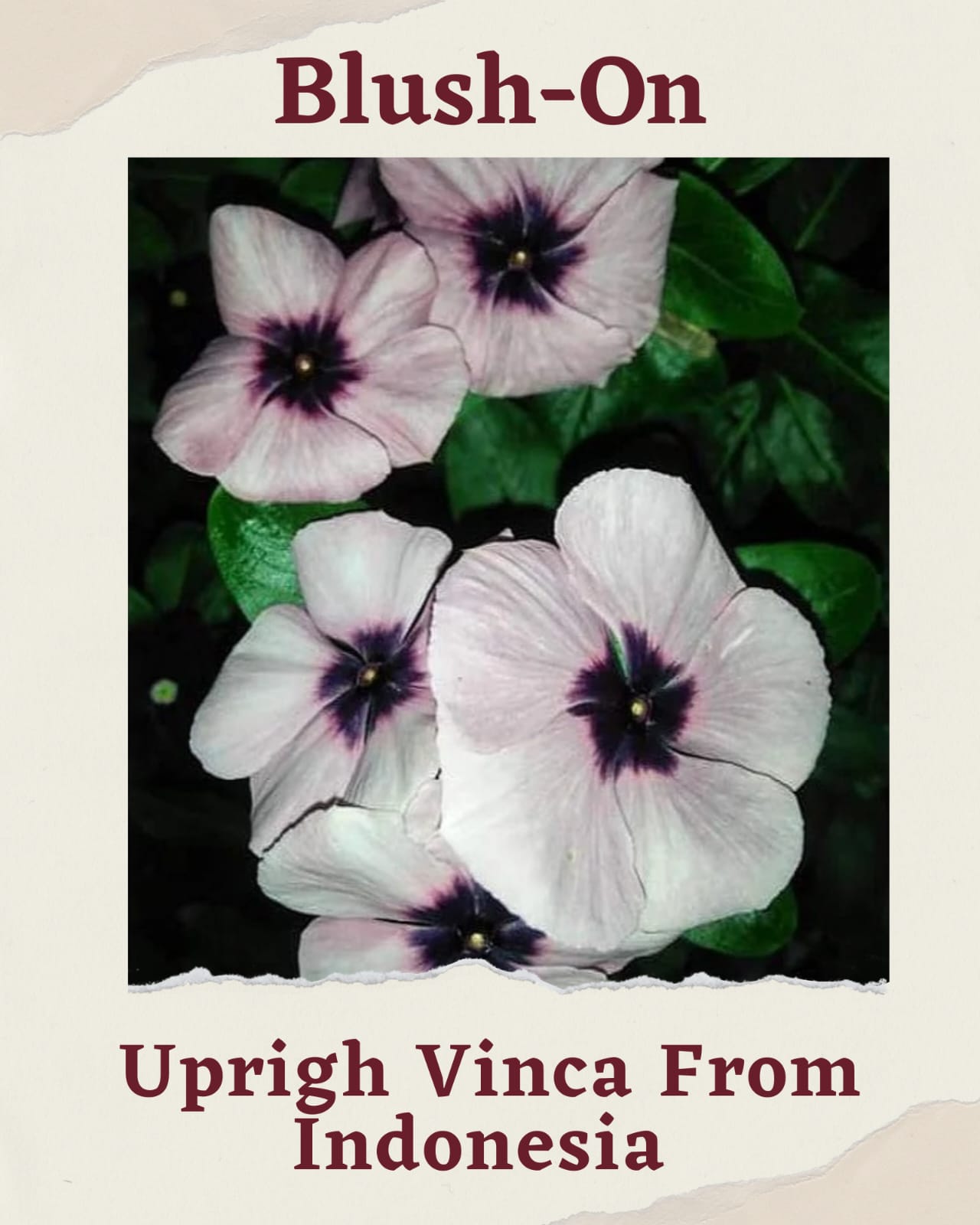 Varietas Premium Vinca Seeds Blush-On (1 pack contain 100,50 & 20 Seeds)