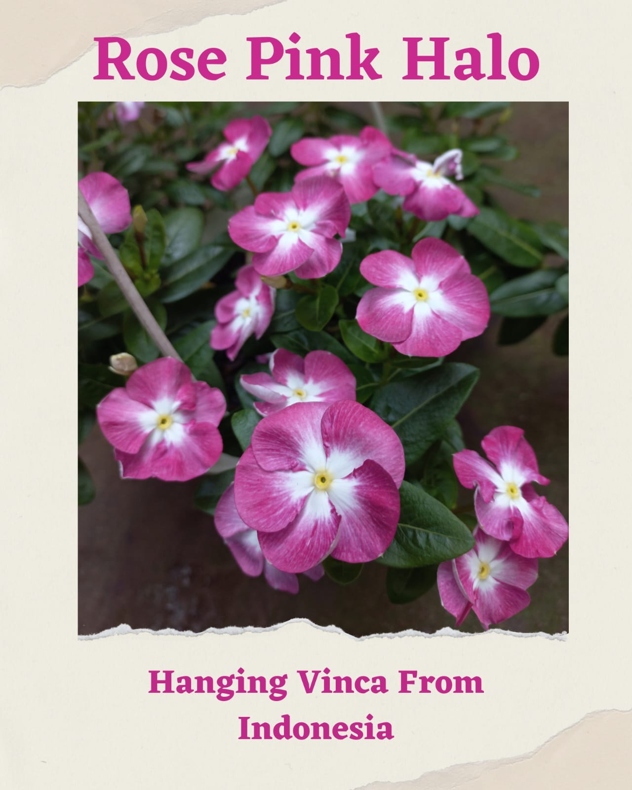 Vinca Rose Pink Halo & Batik Maroon (1 pack contain 100,50 & 20 Seeds)