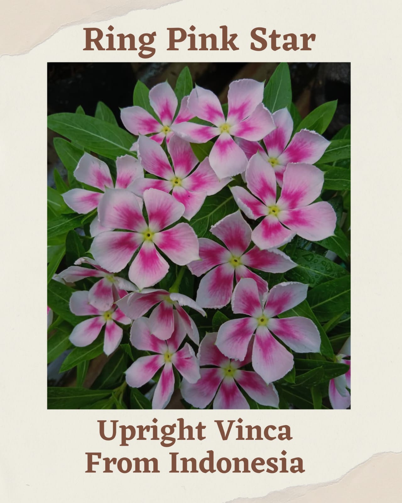 Varietas Premium Vinca Seeds Scarlet Ring Red, Nirvana Dark Orange,Red Velvet,Ring Pink Star