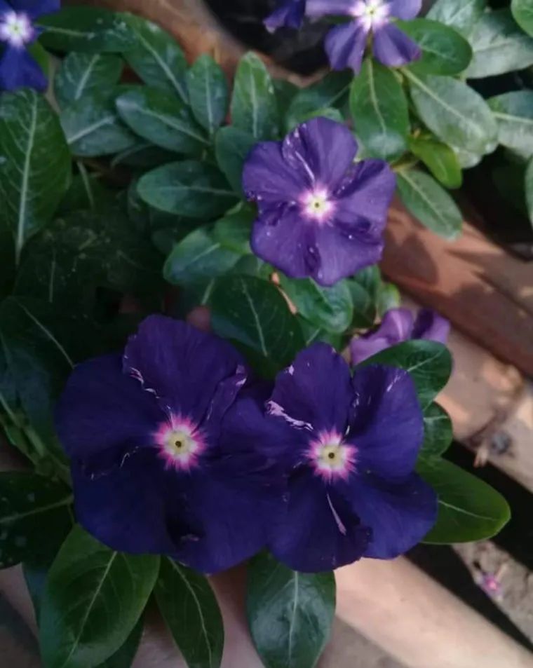Varietas Premium Vinca Seeds Black Purple (1 pack contain 100,50 & 20 Seeds)