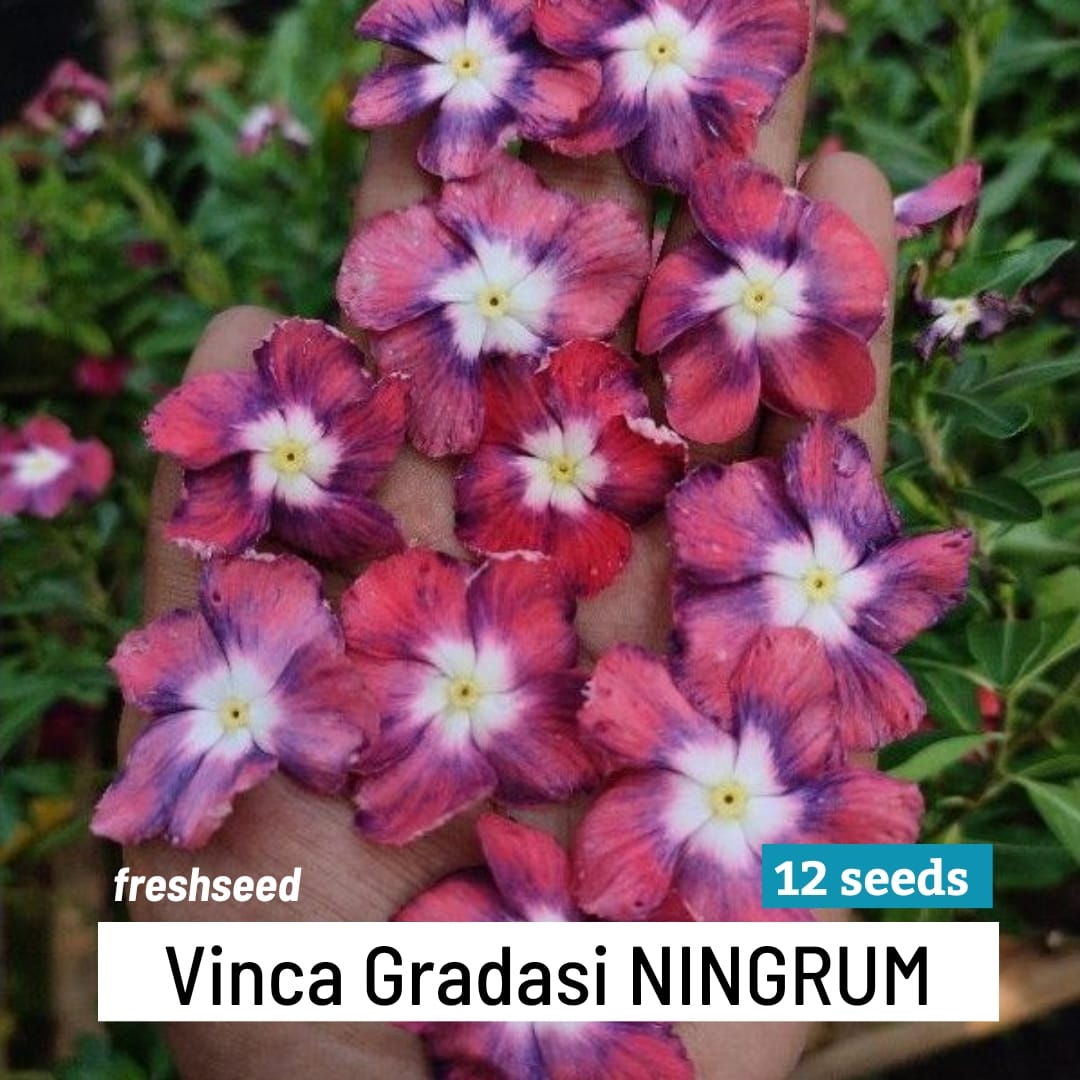 Varietas Premium Vinca Ningrum Gradasi (1 pack contain 100,50 & 20 Seeds)