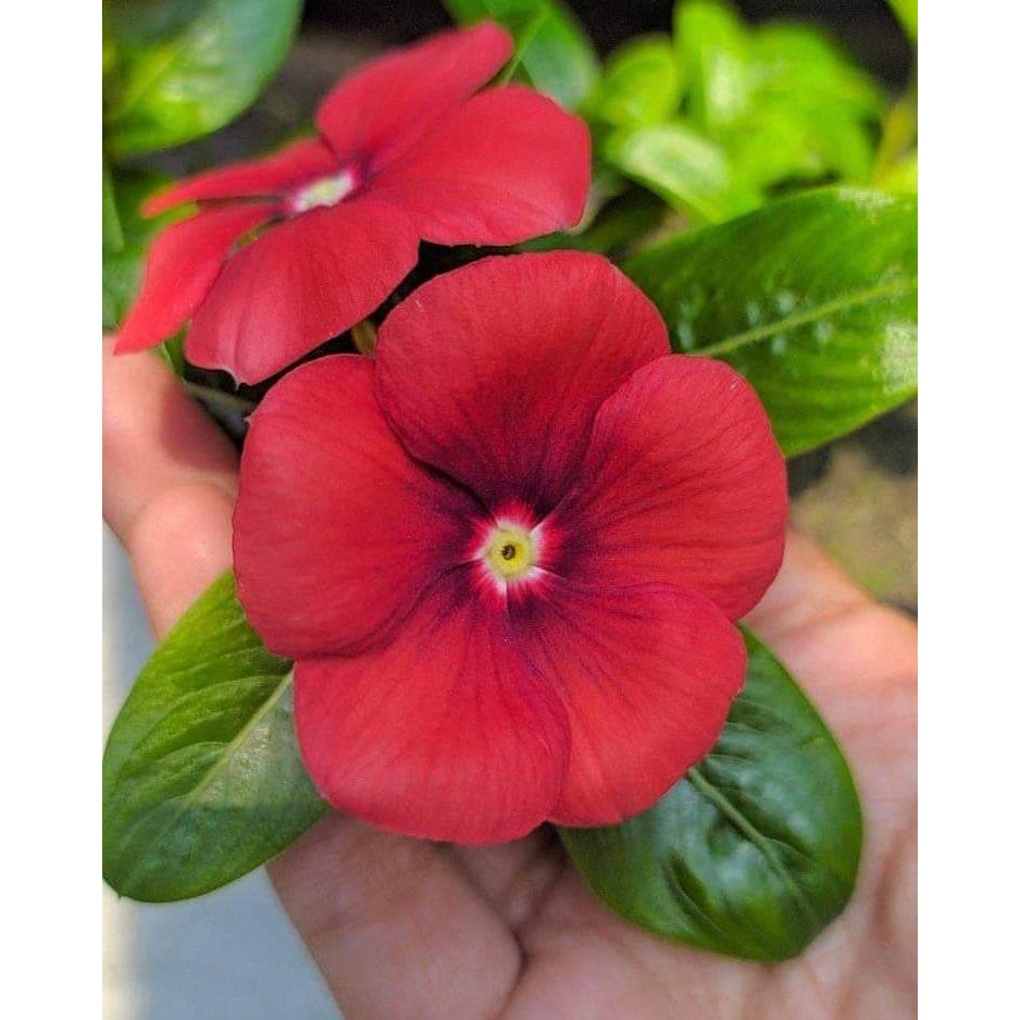 Varietas Premium Vinca Seeds Exotic Orange (1 pack contain 100,50 & 20 Seeds)