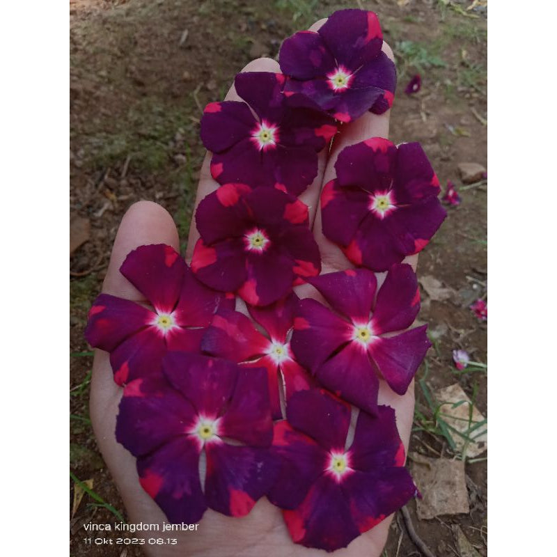 Varietas Premium Vinca Seeds Batik Velvet Dusk (1 pack contain 100,50 & 20 Seeds)