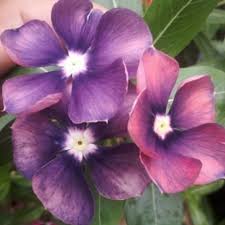 Varietas Premium Vinca Seeds Exotic Purple Eye (1 pack contain 100,50 & 20 Seeds)