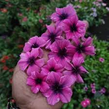 Varietas Premium Vinca Seeds Purple Lace (1 pack contain 100,50 & 20 Seeds)