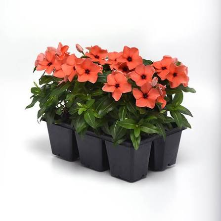 Varietas Premium Vinca Seeds Tattoo Orange(1 pack contain 100,50 & 20 Seeds)