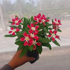 Varietas Premium Vinca Seeds Fairy Star (1 pack contain 100,50 & 20 Seeds)