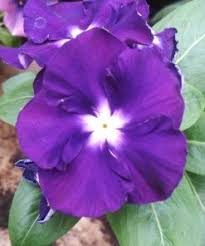 Varietas Premium Vinca Seeds Jam's Jelly Blueberry (1 pack contain 100,50 & 20 Seeds)