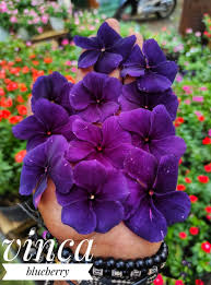 Varietas Premium Vinca Seeds Exotic Blueberry(1 pack contain 100,50 & 20 Seeds)