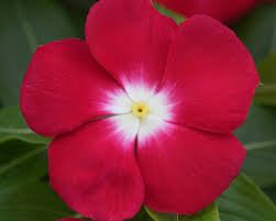 Varietas Premium Vinca Seeds Orange Halo (1 pack contain 100,50 & 20 Seeds)