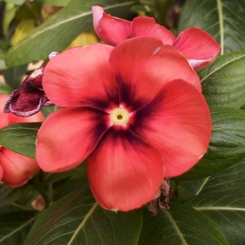 Varietas Premium Vinca Seeds Orange Blast (1 pack contain 100,50 & 20 Seeds)