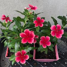 Varietas Premium Vinca Seeds Nirvana Red Splash (1 pack contain 100,50 & 20 Seeds)