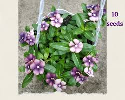 Varietas Premium Vinca Seeds Mystic Purple (1 pack contain 100,50 & 20 Seeds)