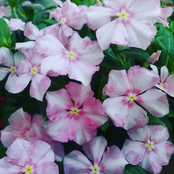 Varietas Premium Vinca Seeds Pink Angle Star (1 pack contain 100,50 & 20 Seeds)