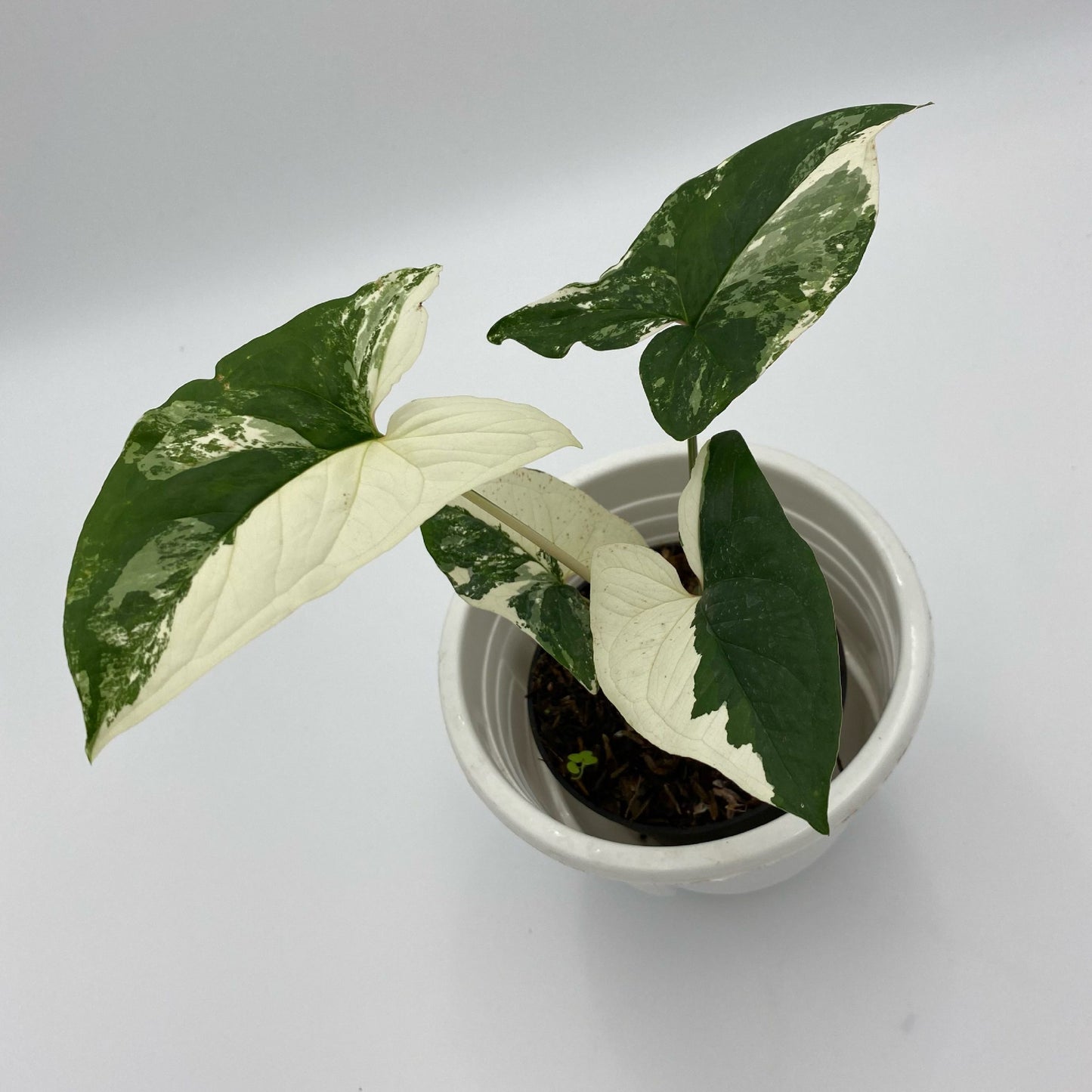 SYNGONIUM ALBO WHITE VARIEGATED