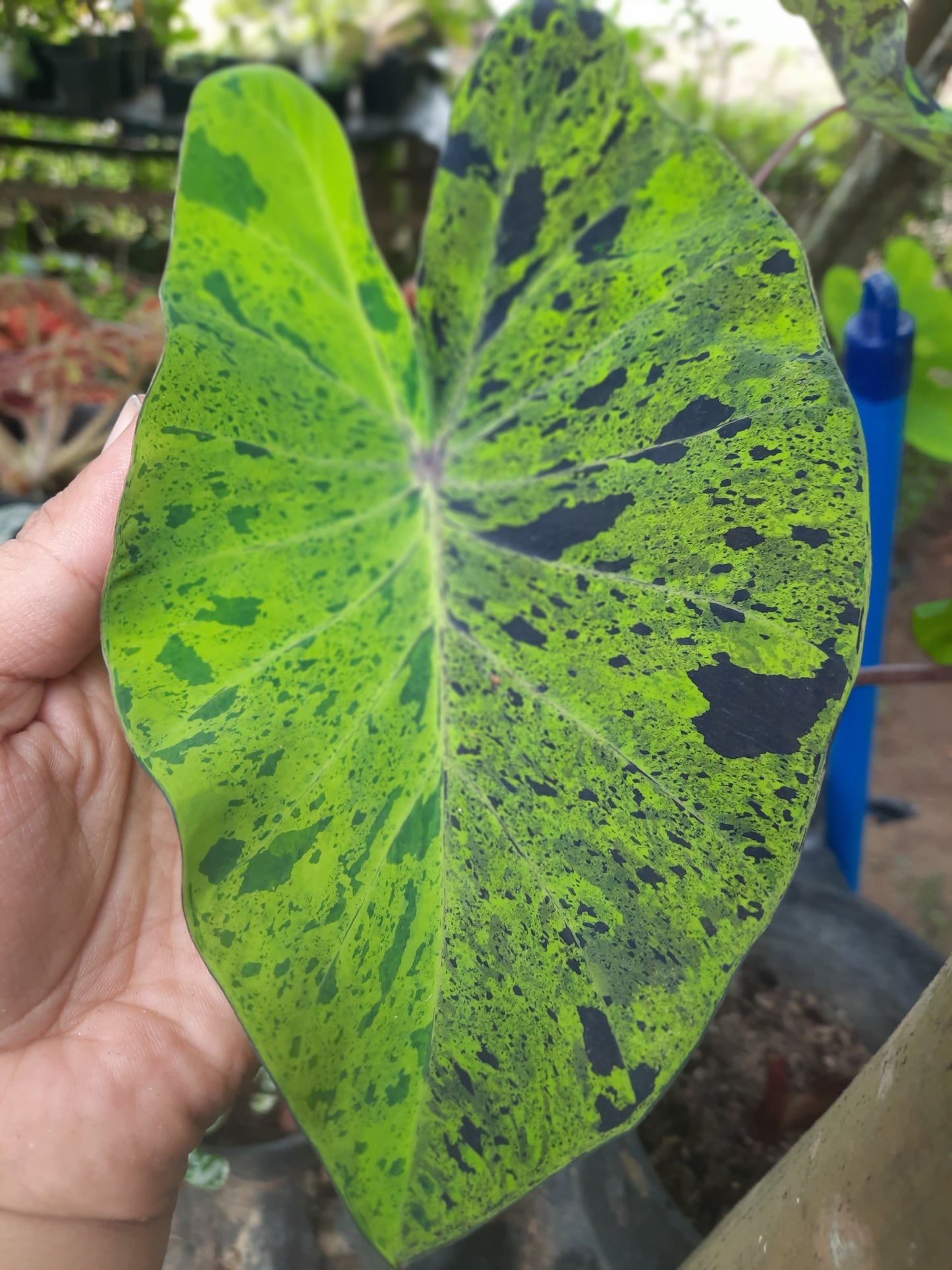 Colocasia Mojito Plants FREE PHYTOSANITARY