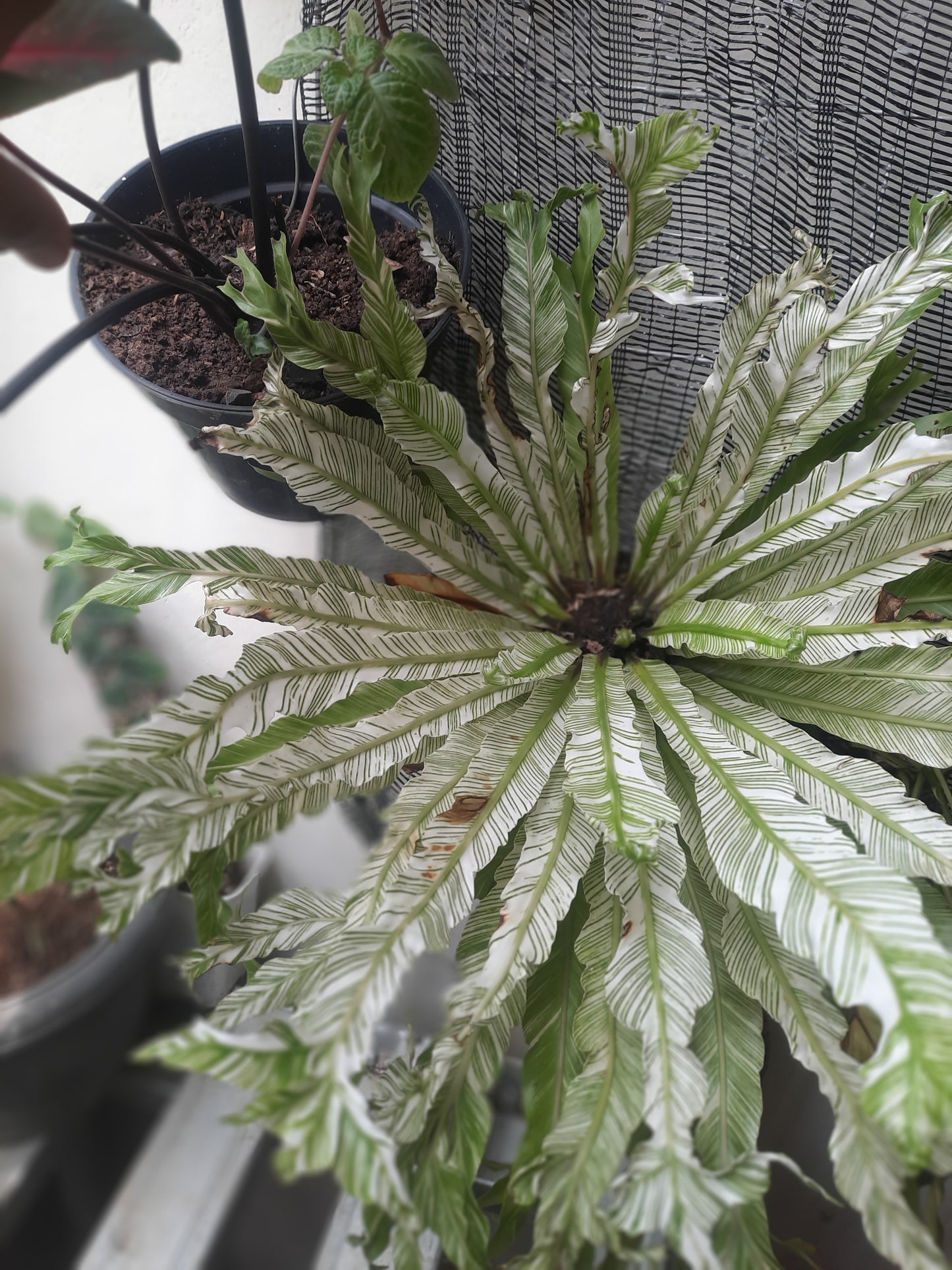 Asplenium Japan Variegated Rare Plants