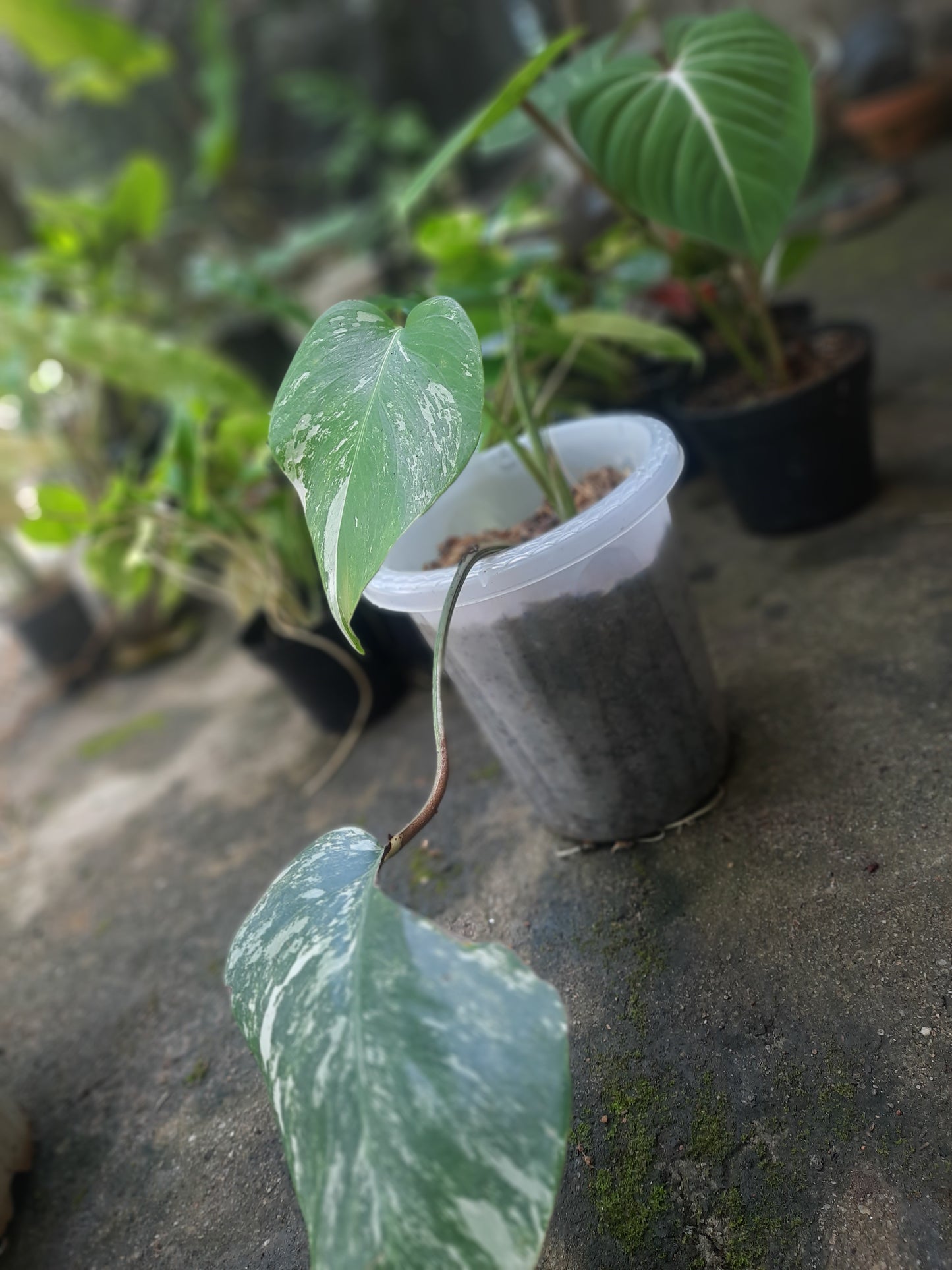 Monstera Marble Variegated