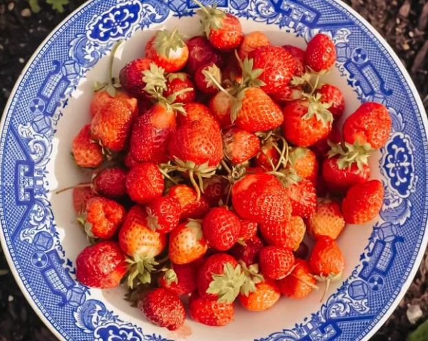 Red Giant Fragaria Ananassa STRAWBERRY Samen, Fruchtsamen, Erbstücksamen, Gartensamen, Bio-Samen, gentechnikfrei