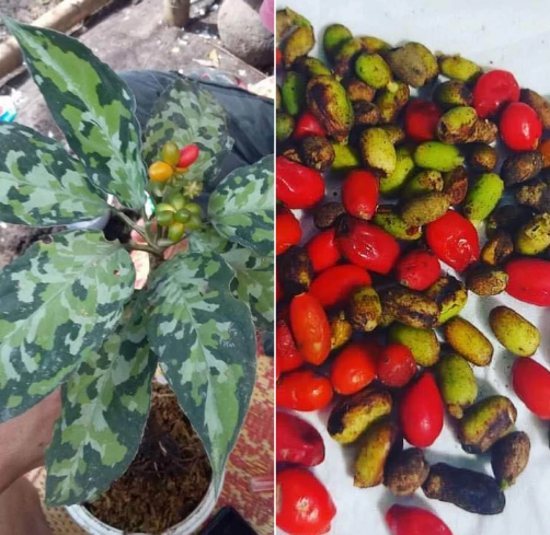 10 Seeds Aglonema Pictum Tricolor seed Rare Plants With Phyto Certificate
