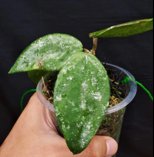 HOYA AFF LAMBII SILVER (NEW SPECIES)