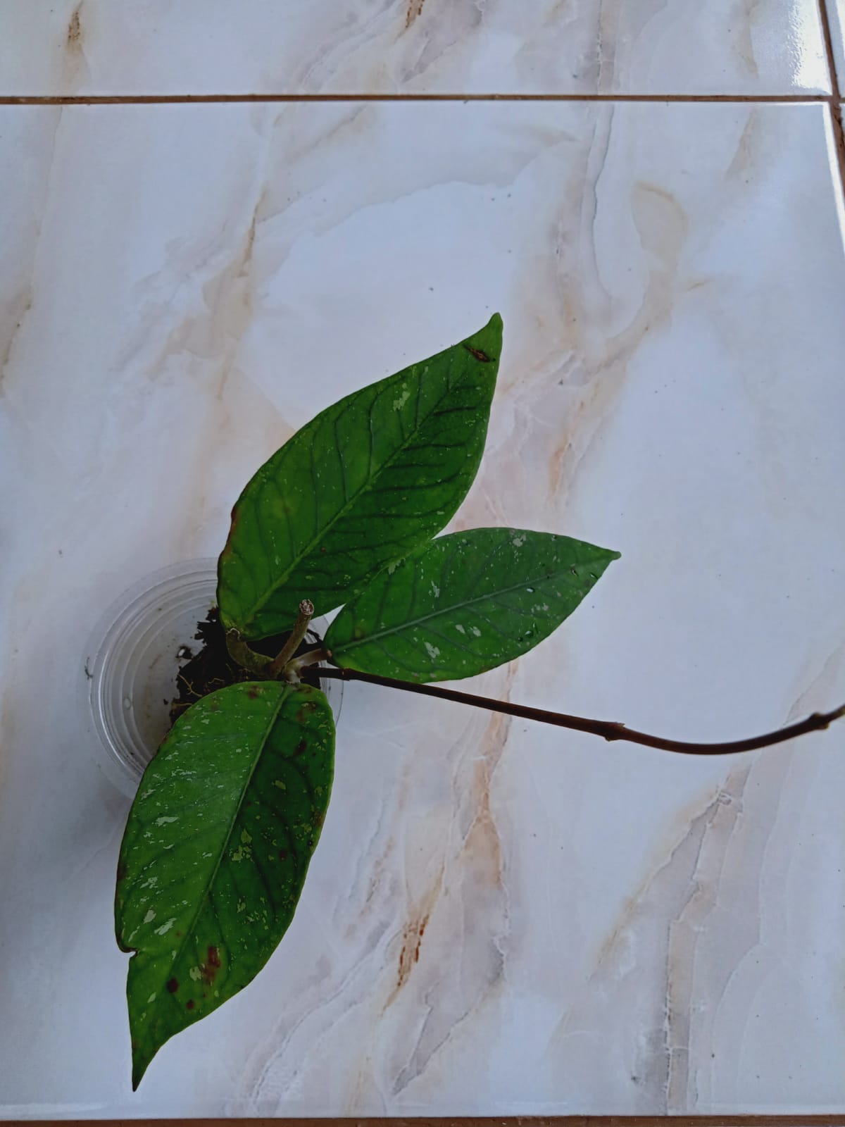 Hoya SP.Aceh Rare Plants