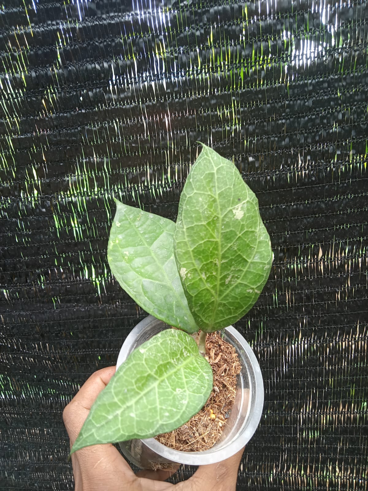 HOYA VERTICILLATA WAYANG SP.LAMPUNG SUMATERA KOSTENLOSE PHYTOSANITÄRE