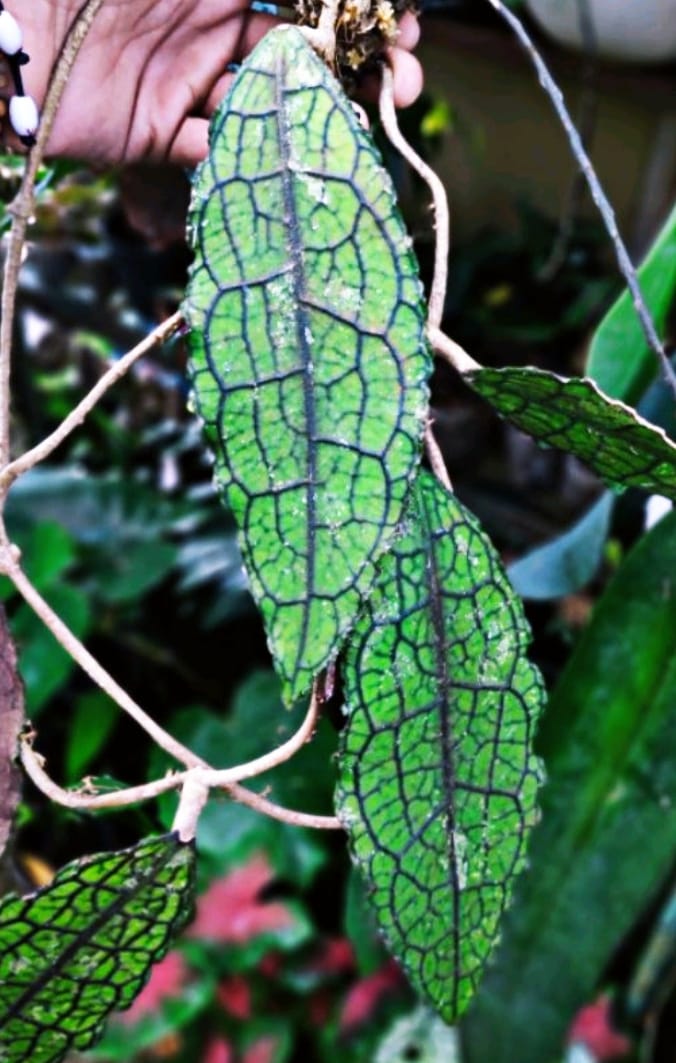 HOYA CLEMENSIORUM FREE PHYTOSANITARY