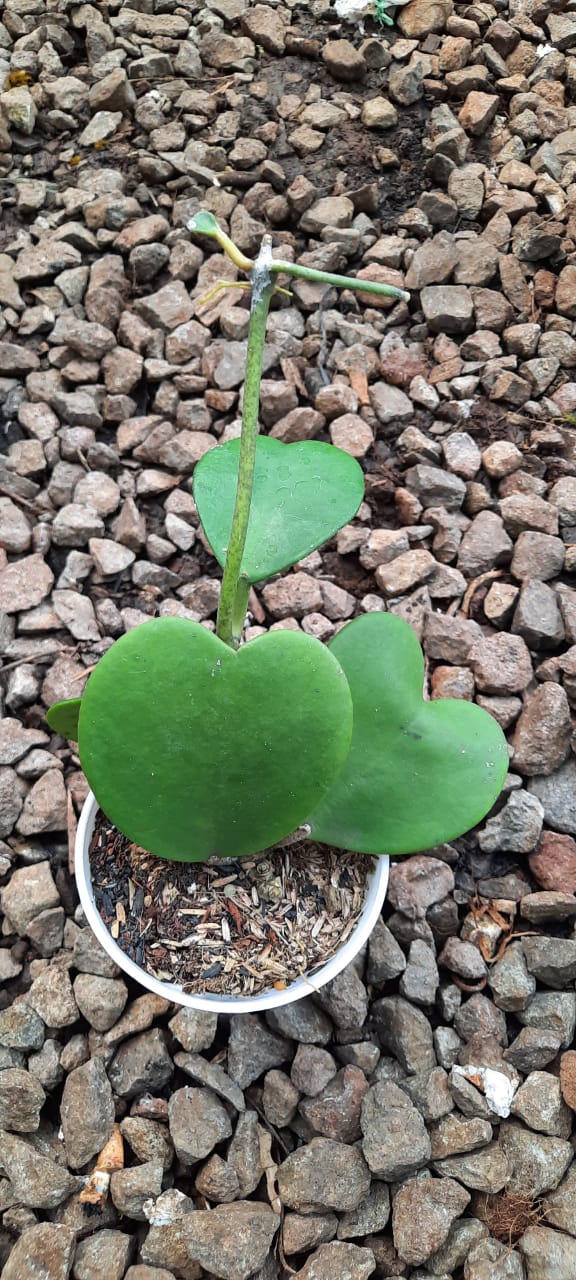 Hoya Kerii Sweetheart Green
