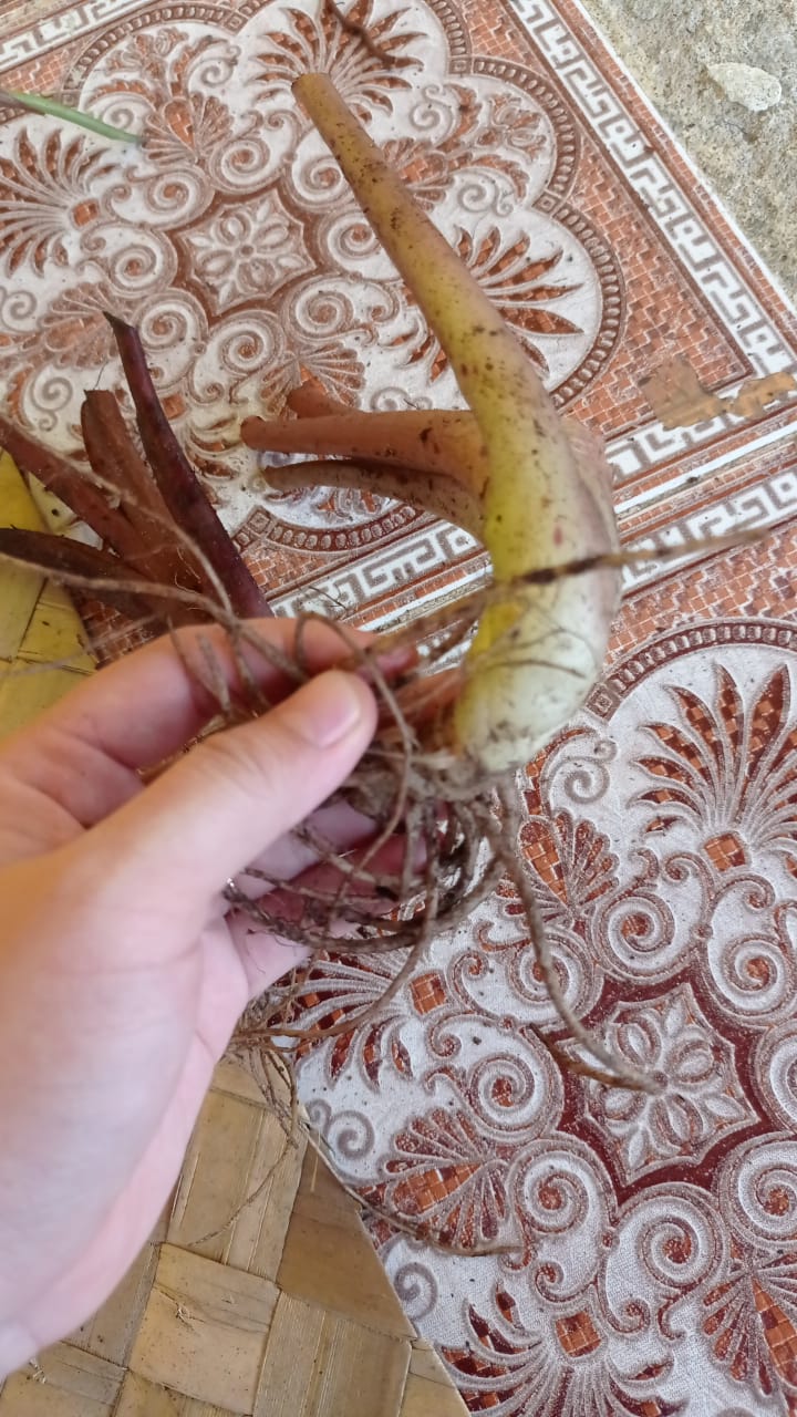 Alocasia Antoro Velvet (Bulb Only) SP.Sulawesi Indonesia (FREE PHYTOSANITARY)