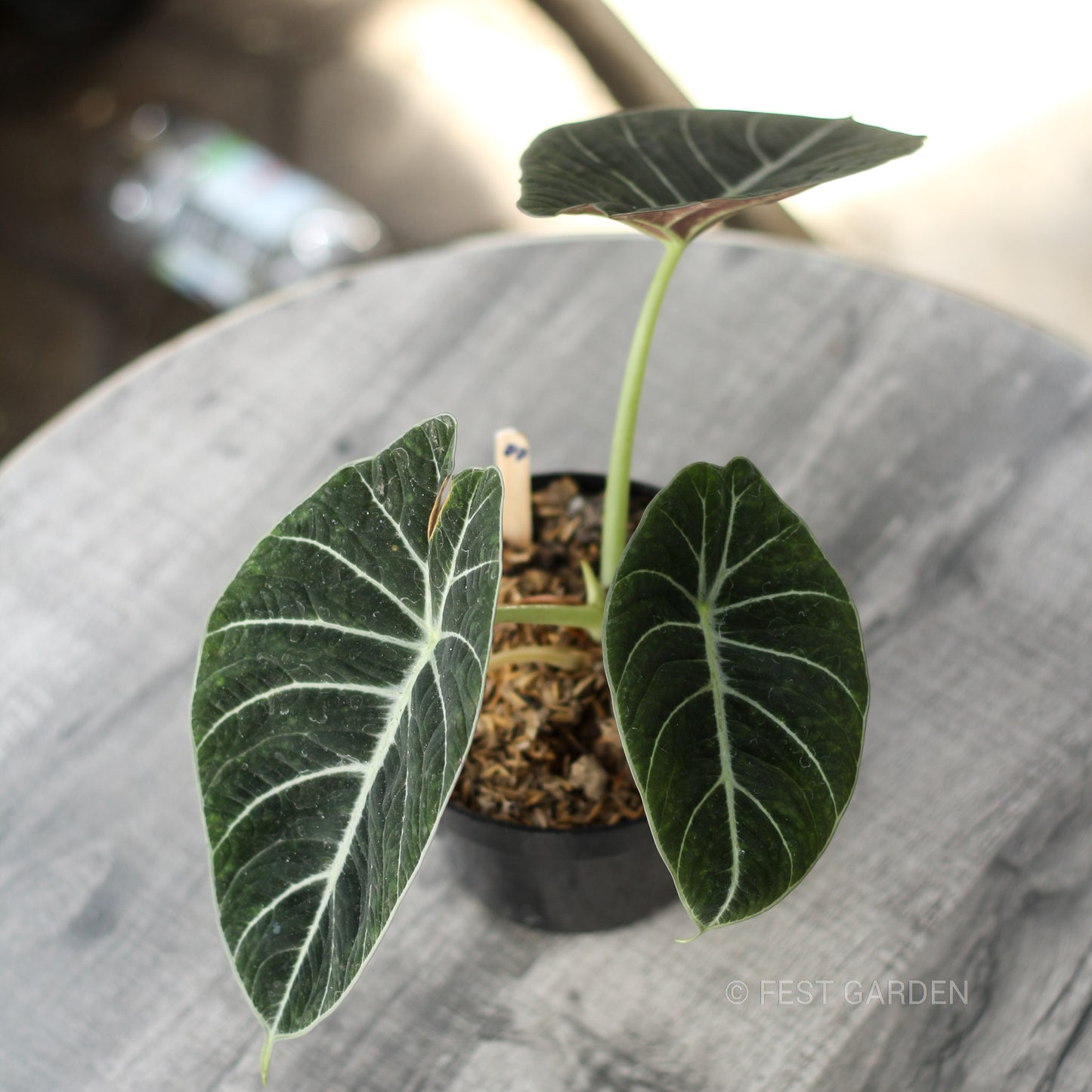 Alocasia Black Velvet FREE PHYTOSANITARY