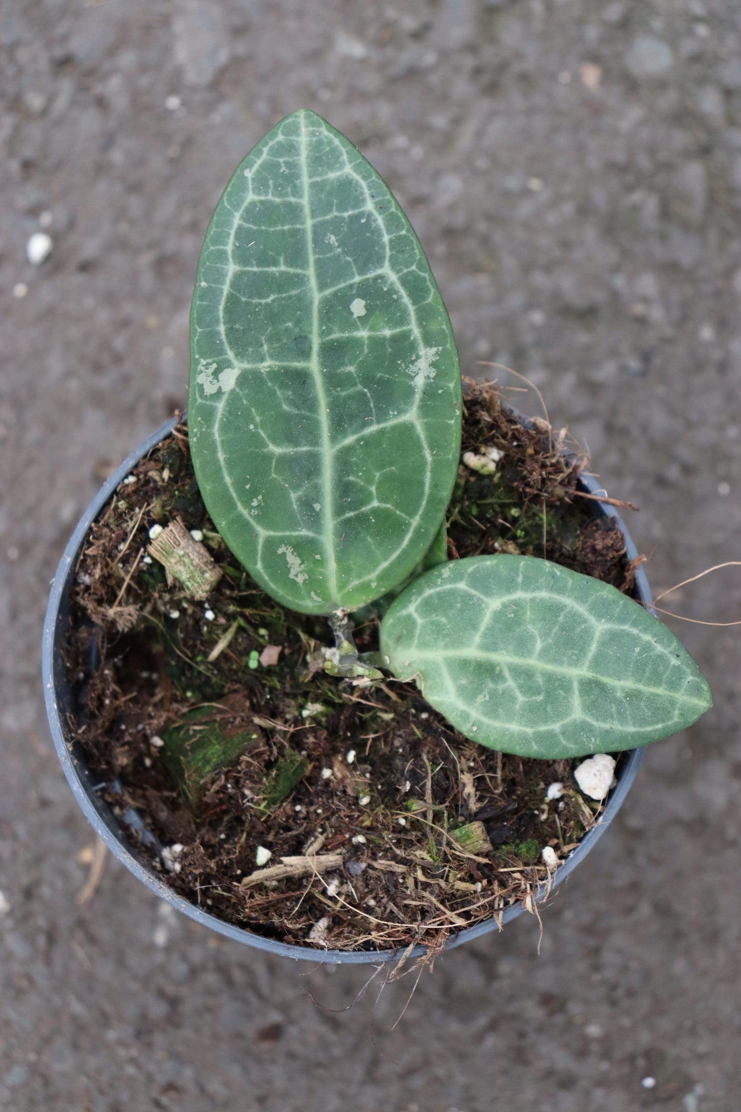 Hoya Elliptica Sp.Borneo Indonesia