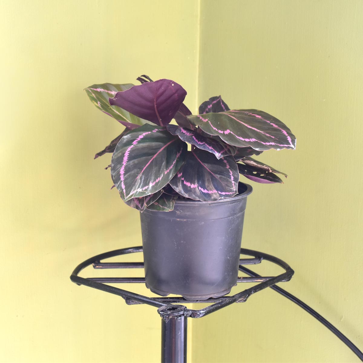 Calathea Roseopicta "Dottie" House plant FREE Phytosanitary