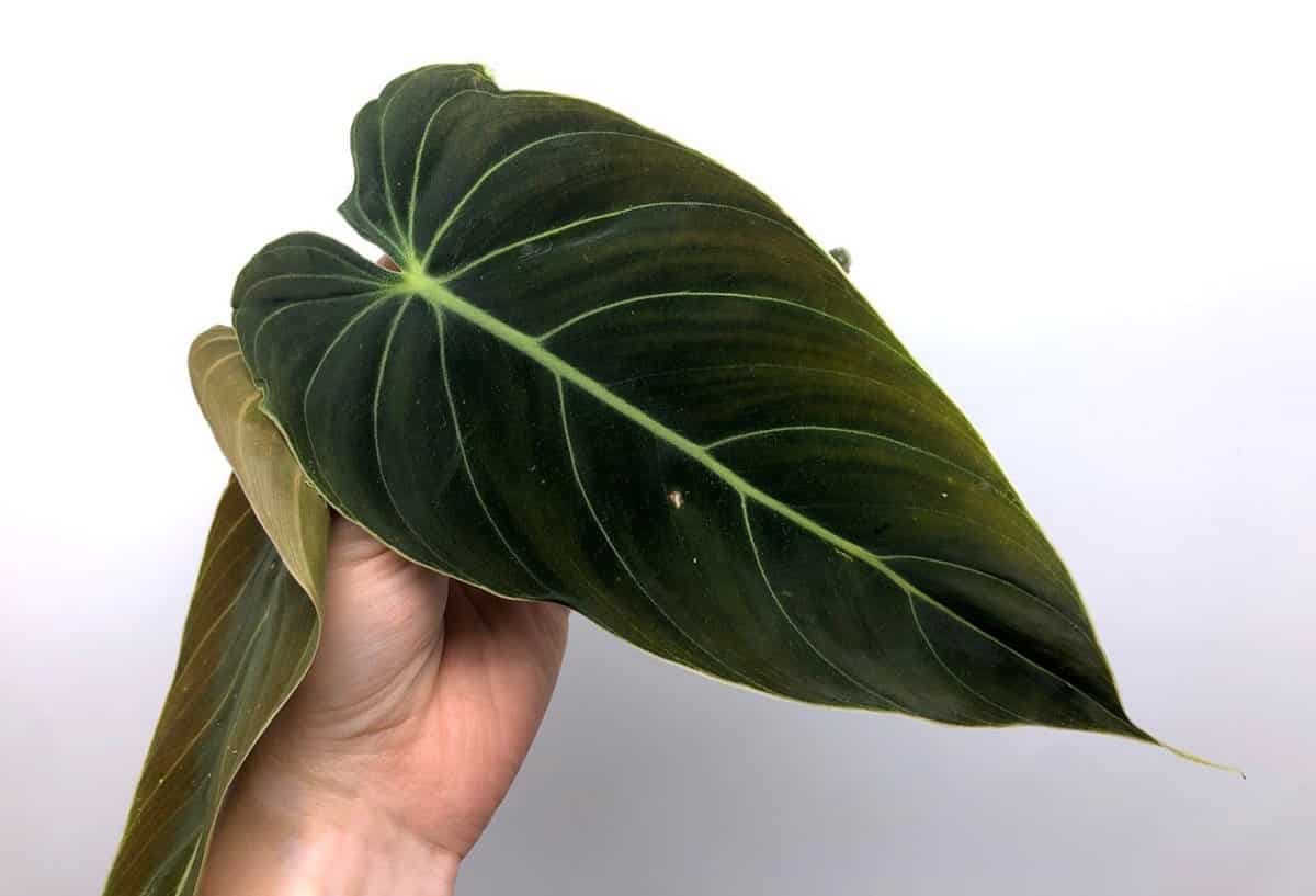 PHILODENDRON MELANOCHRYSUM Free Phytosanitary