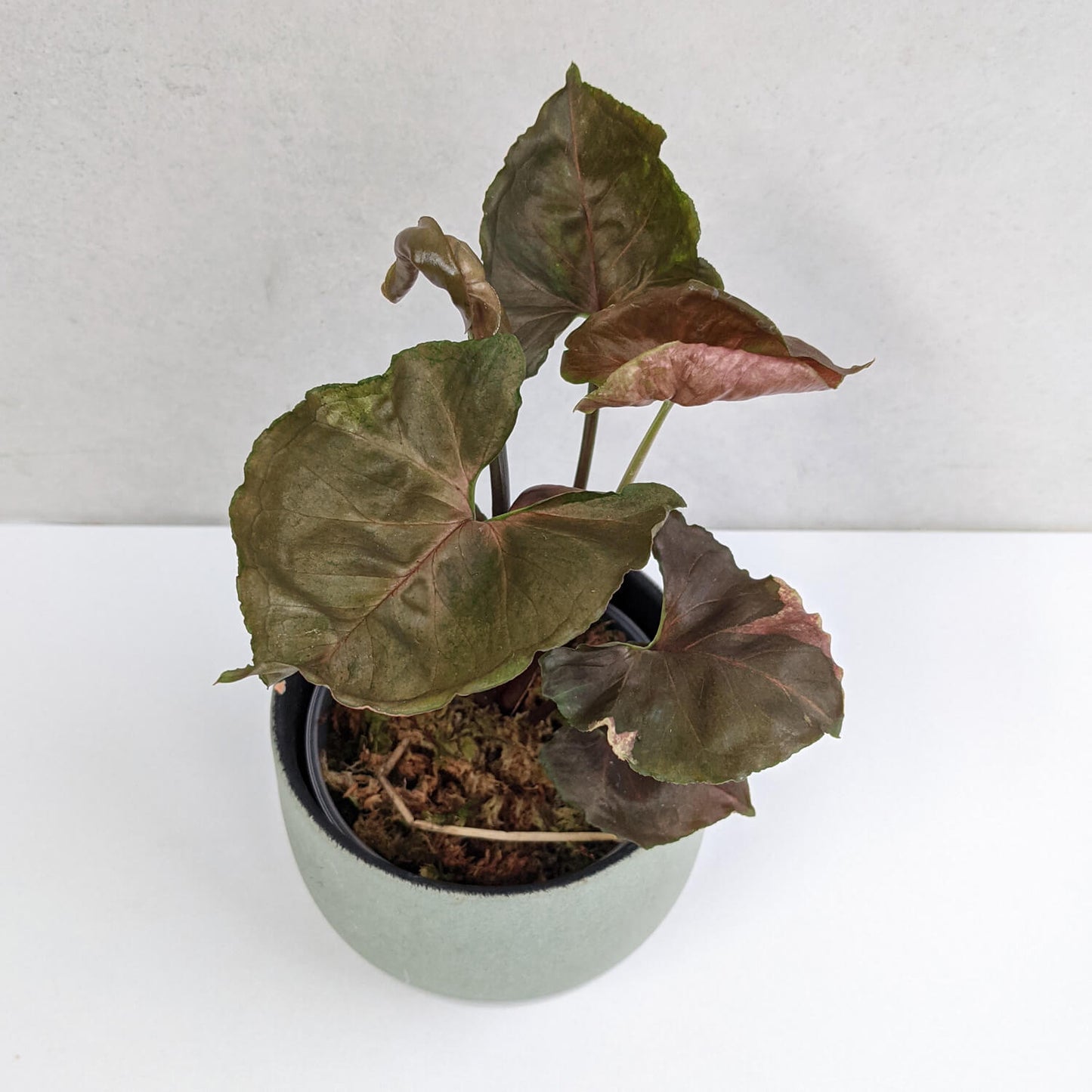 SYNGONIUM STRAWBERRY ICE