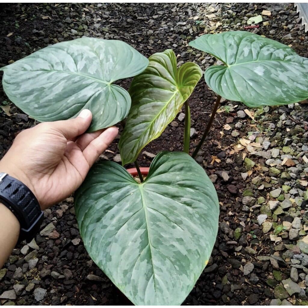 Philodendron Majestic (Sodiroi x Verrucosum)