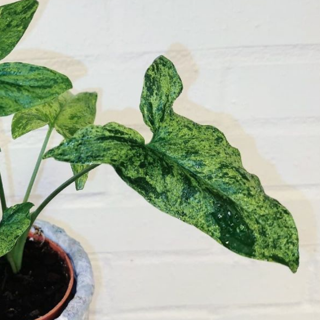 SYNGONIUM MOJITO