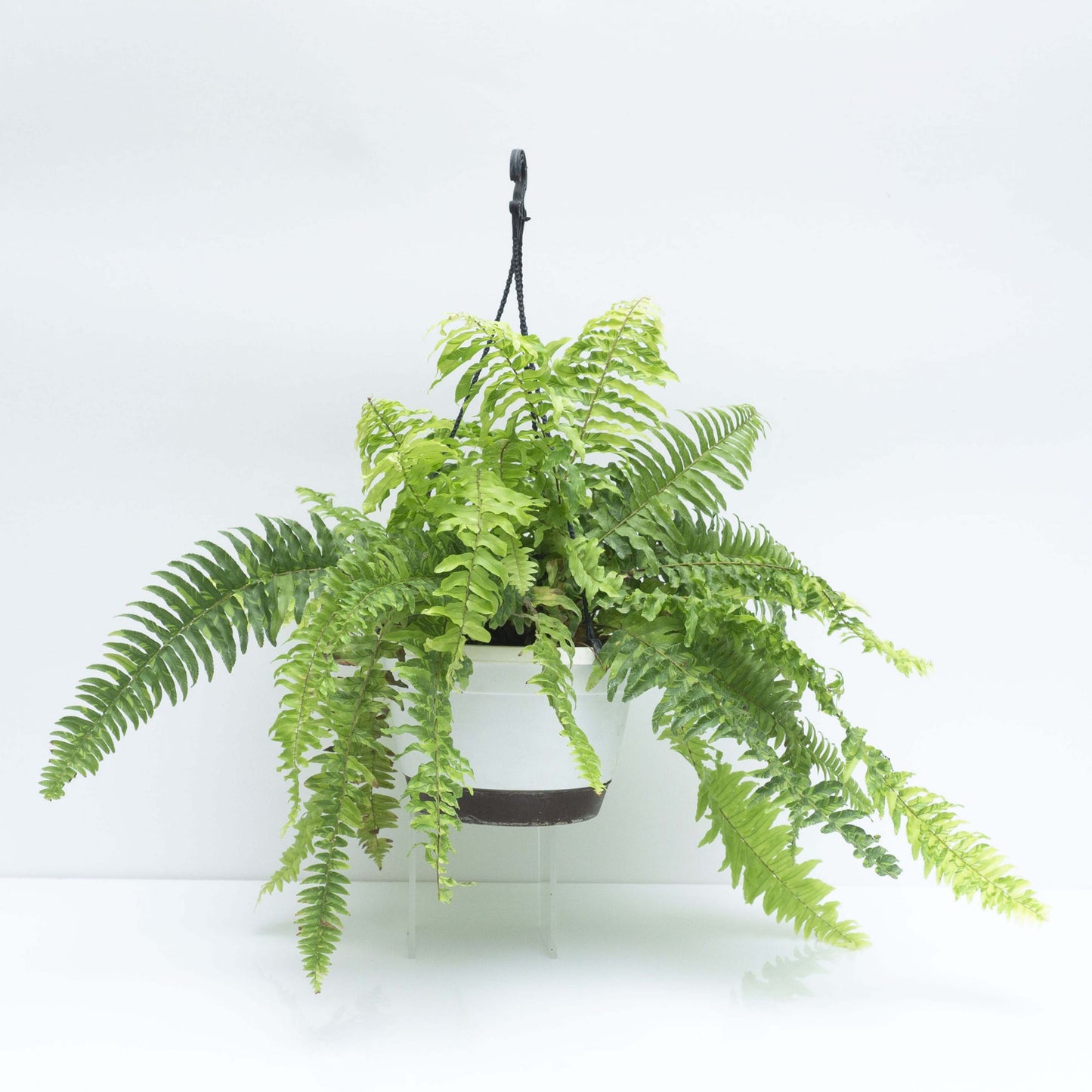 Fern Boston Nephrolepis exaltata 'Variegata' "Tiger Fern Stripe"
