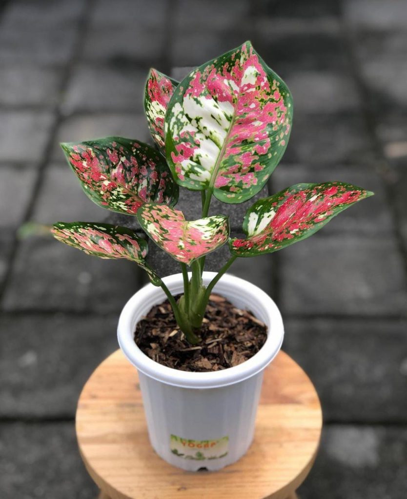 Aglaonema Tricolor || Aglaonema Anyamanee Pink Tricolor || FREE phytosanitary certificate, DHL express