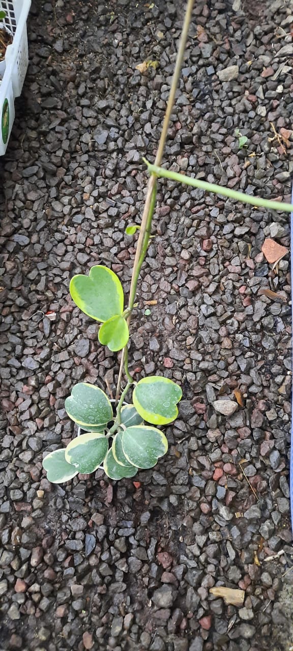 Hoya Kerii Sweetheart Variegated