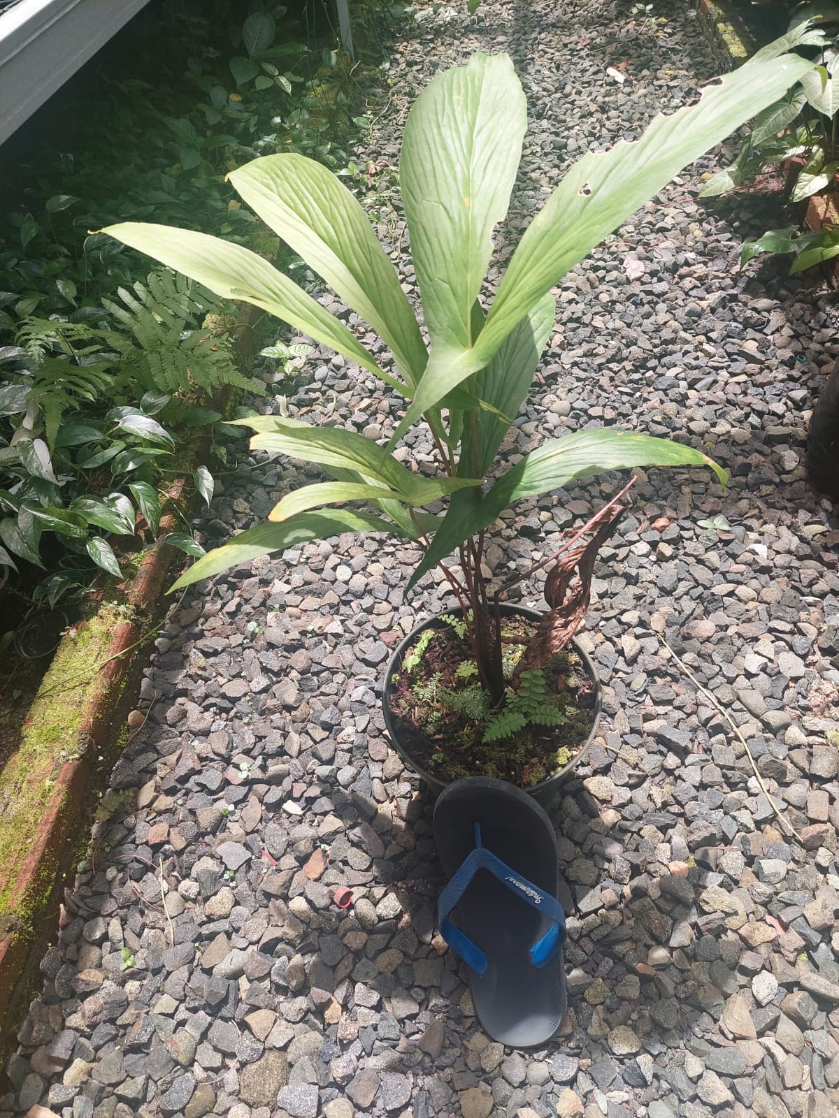 Alocasia Cyrtosperma Hambalii | FREE PHYTOSANITARY