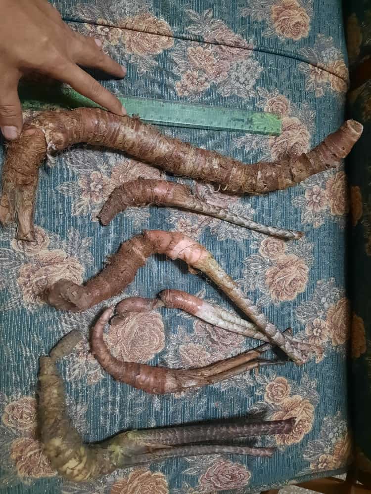 Alocasia Zebrina Reticulata (Bigger Bulb Only) FREE PHYTOSANITARY