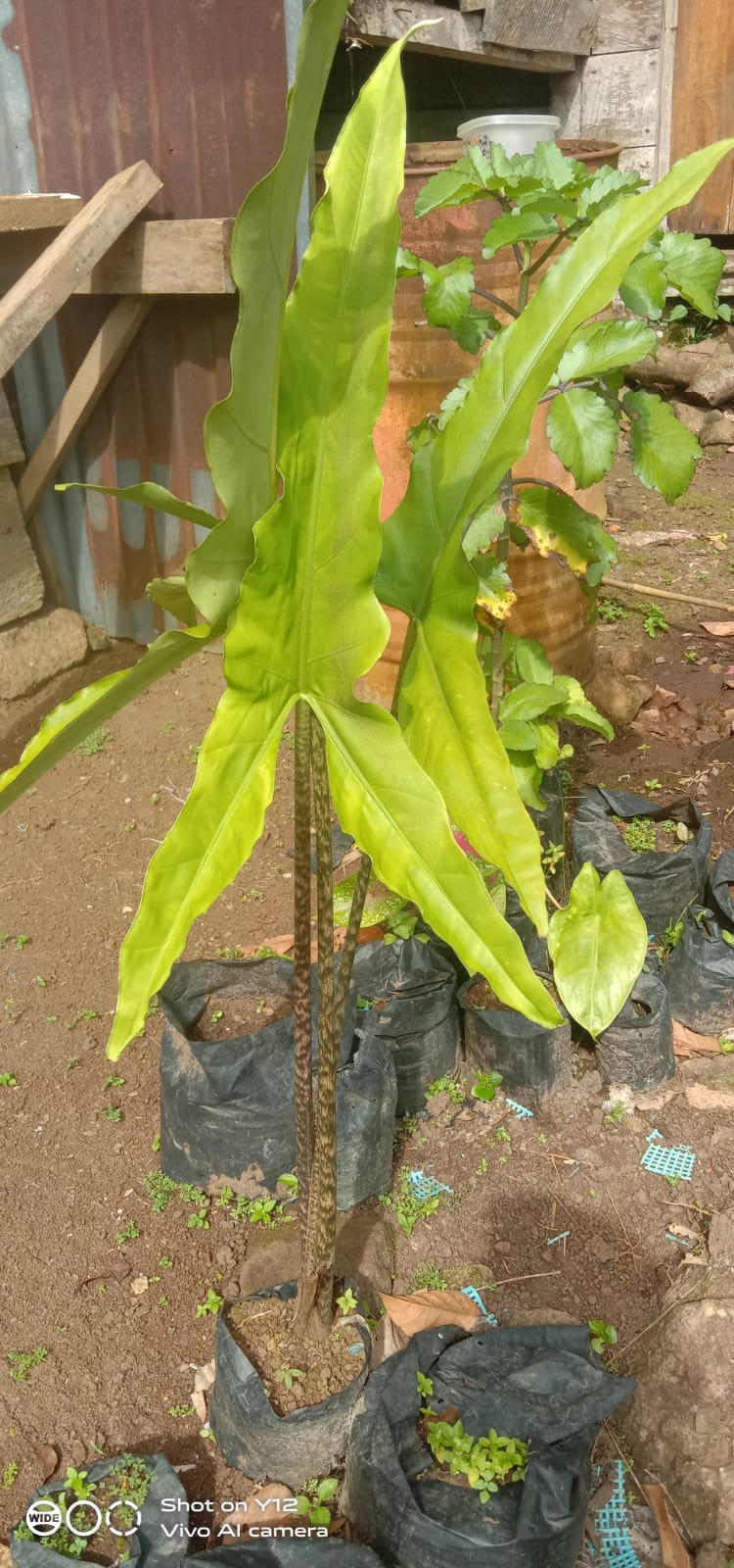 Alocasia Tigrina Superba Sp.Sulawesi Indonesia FREE PHYTOSANITARY