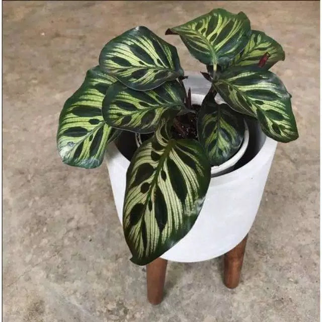 Calathea Makoyana Peacock FREE Phytosanitary