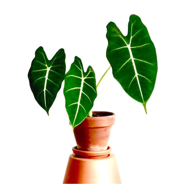 ALOCASIA FRYDEK FREE PHYTOSANITARY