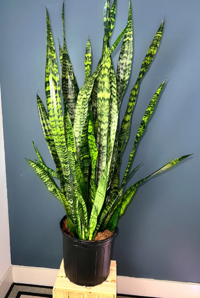 Sansevieria Zeylanica, 3 Gallon Grower Pot, 4 - 5 Feet Overall Height, Modern Indoor Live Snake Plant